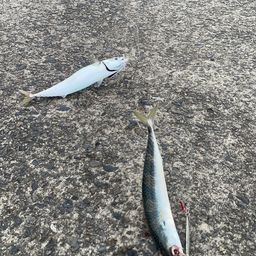 サバ