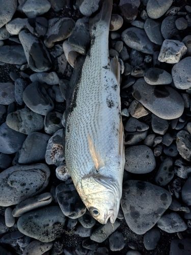 イシモチの釣果