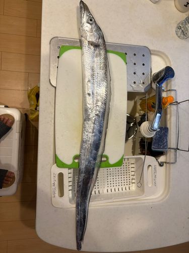 タチウオの釣果