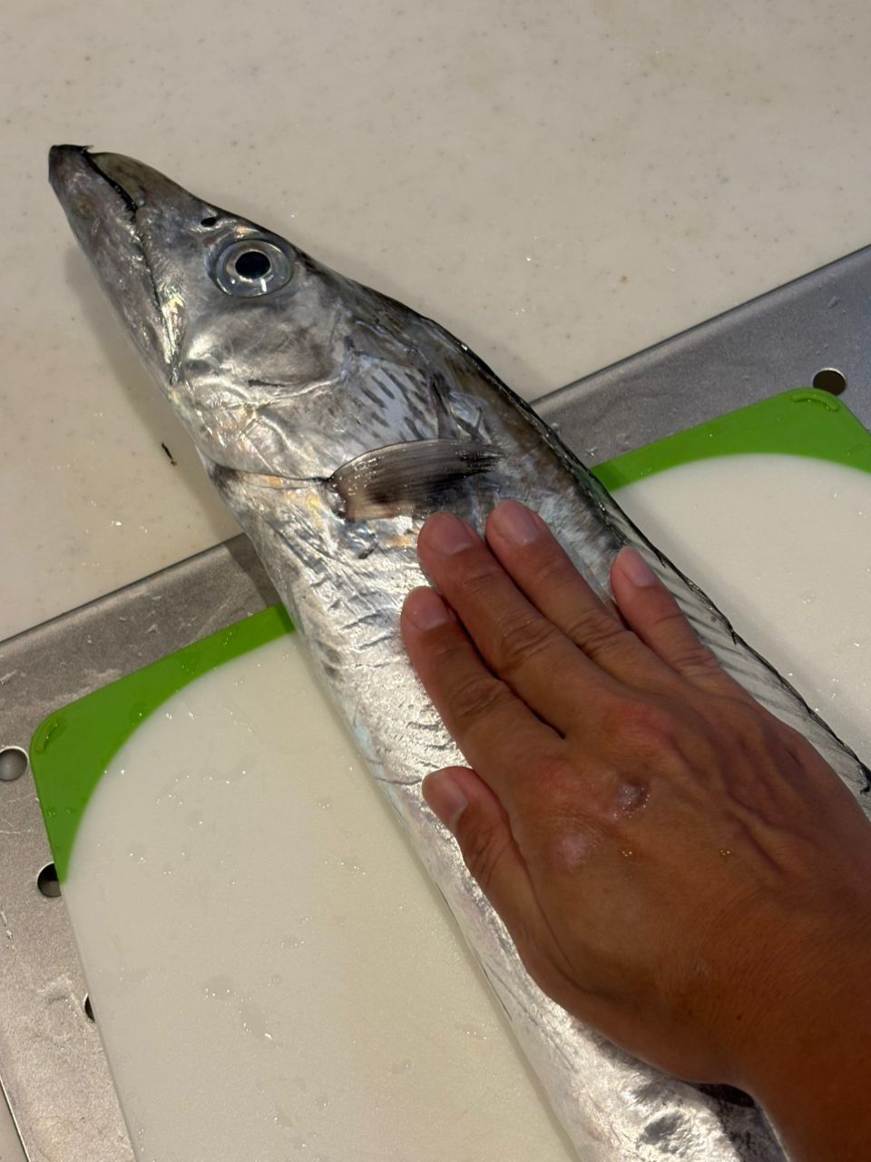 茅ヶ崎のマダオさんの釣果 2枚目の画像