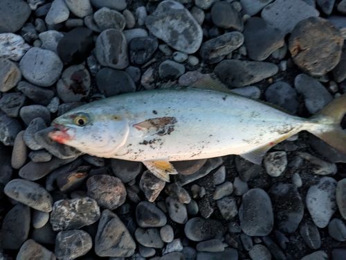 ワカシの釣果