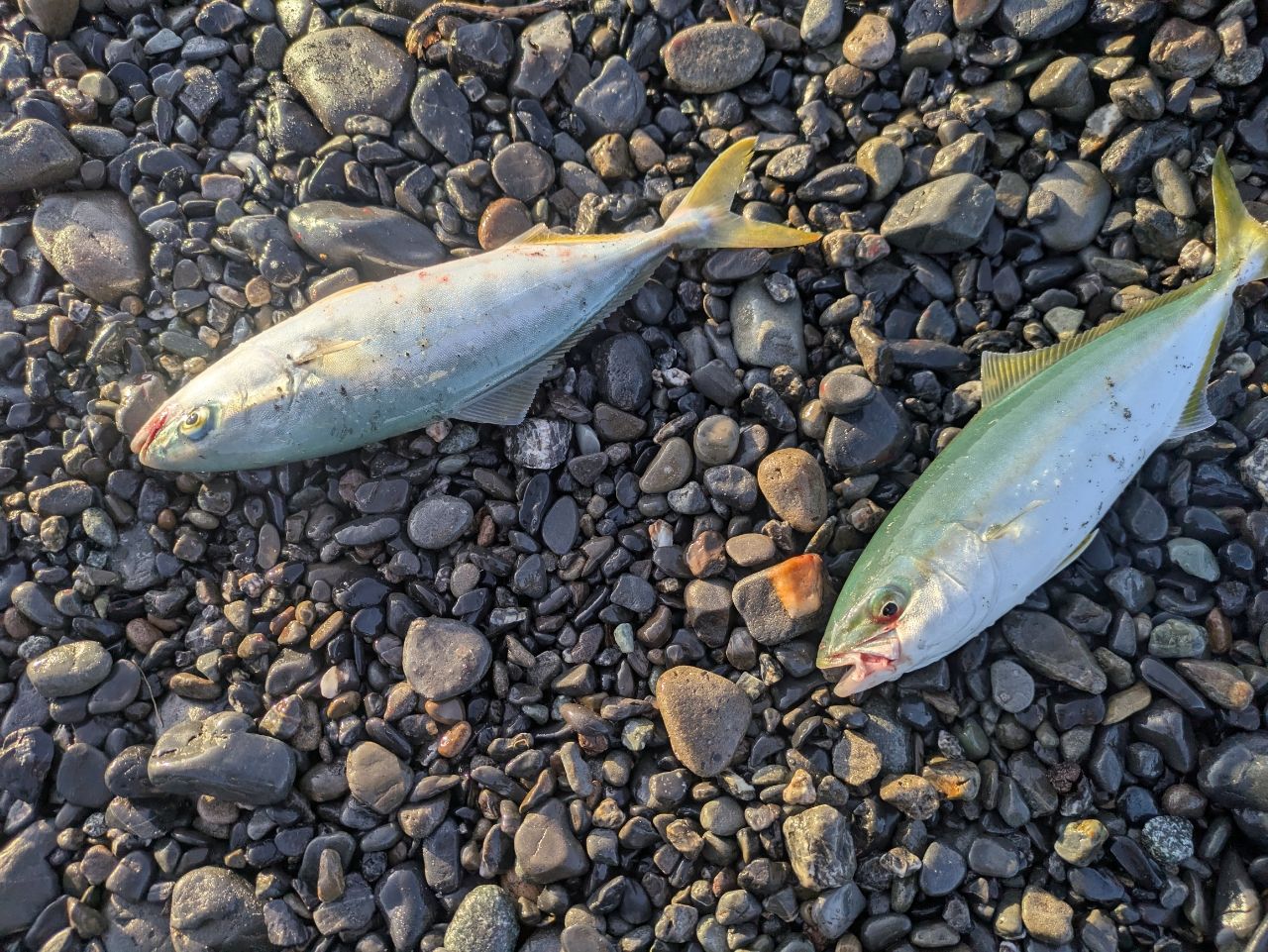 ワカシ