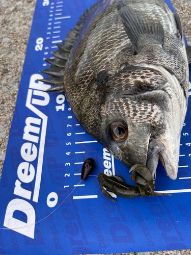 チヌの釣果