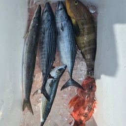 ハガツオ