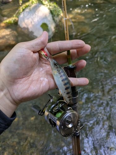 ヤマメの釣果