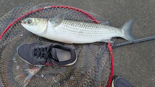 ボラの釣果