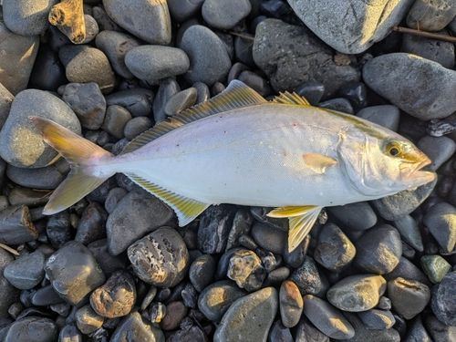 ショゴの釣果