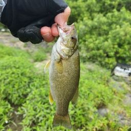 スモールマウスバス