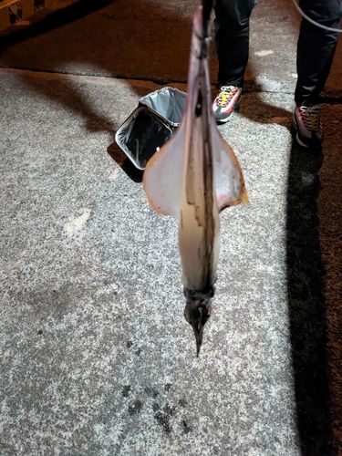 ケンサキイカの釣果
