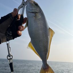 ショゴ