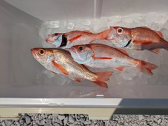 アカムツの釣果