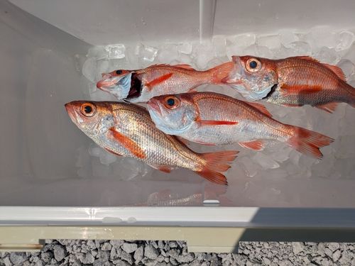 アカムツの釣果