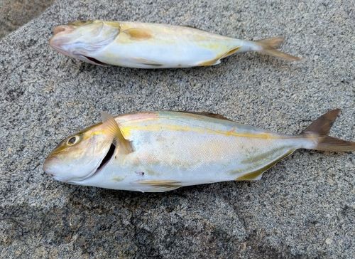 ネリゴの釣果