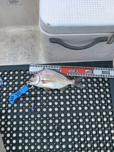 ヒョウタイの釣果