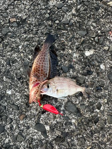 オオモンハタの釣果