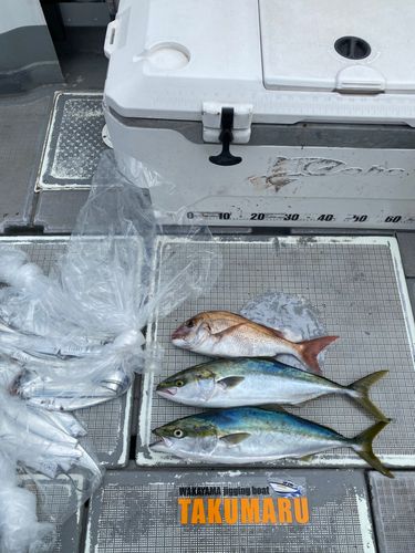 タチウオの釣果