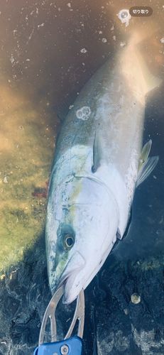 ワカシの釣果
