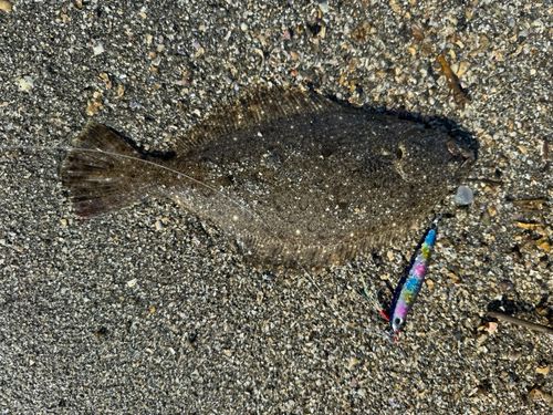 ヒラメの釣果