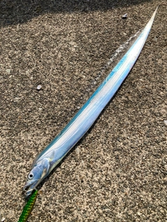 タチウオの釣果