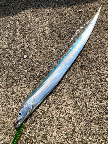 タチウオの釣果