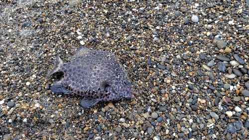 イシガキダイの釣果
