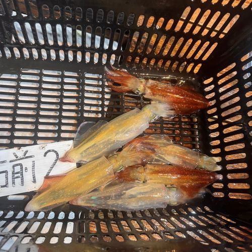 ケンサキイカの釣果