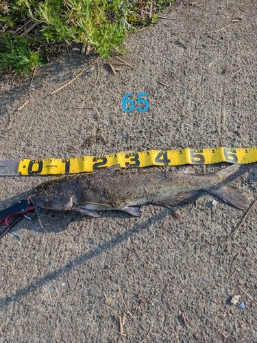 アメリカナマズの釣果