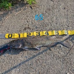 アメリカナマズ