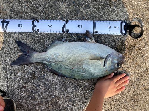 イズスミの釣果