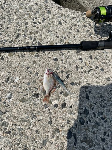 チャリコの釣果