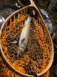イワナの釣果