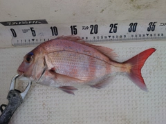 マダイの釣果