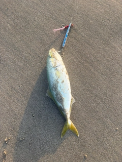 ワカシの釣果