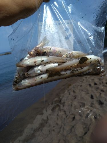 キスの釣果