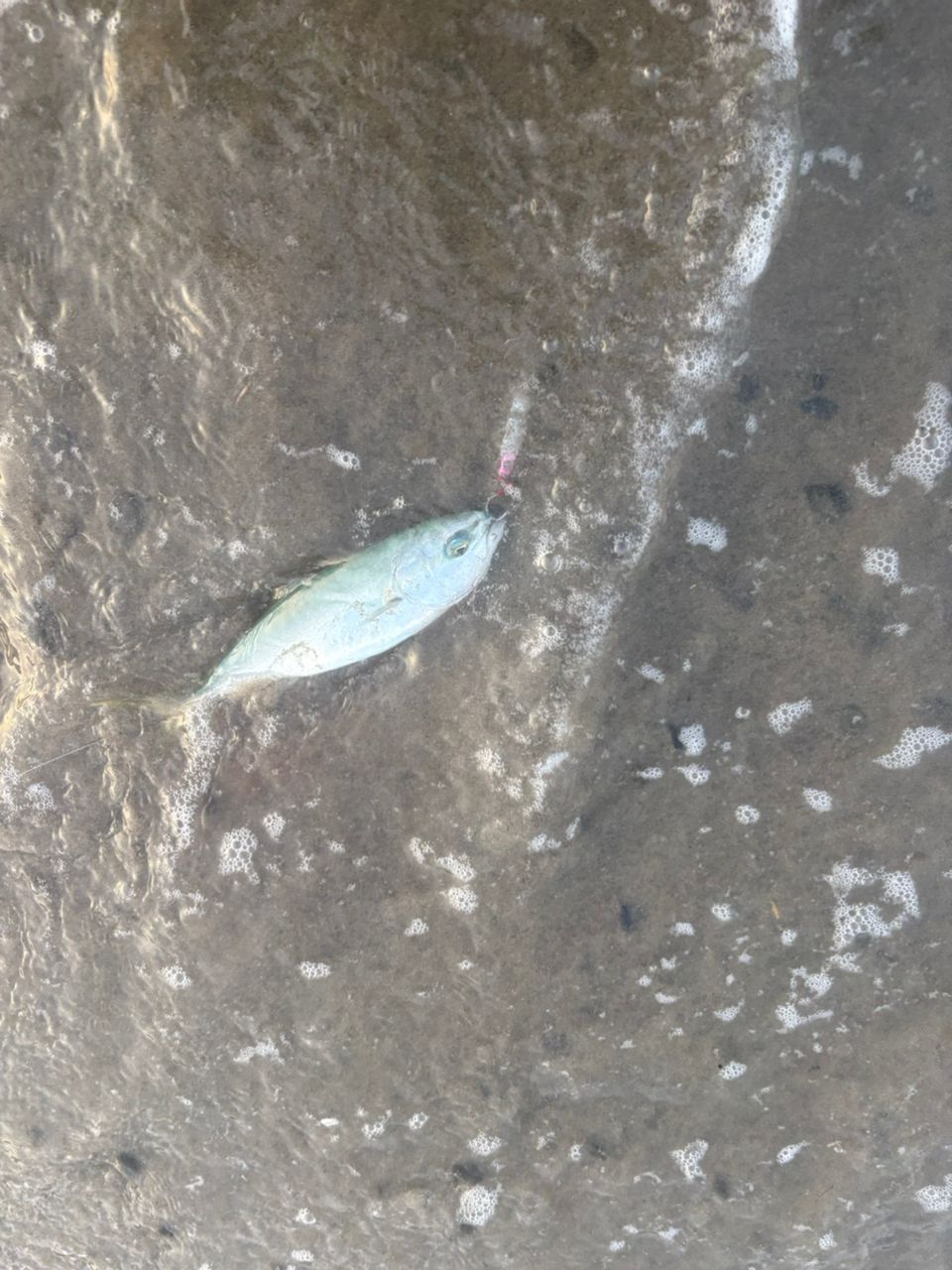 マゴチ