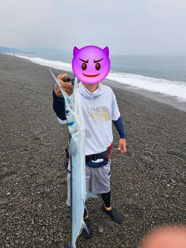 ダツの釣果