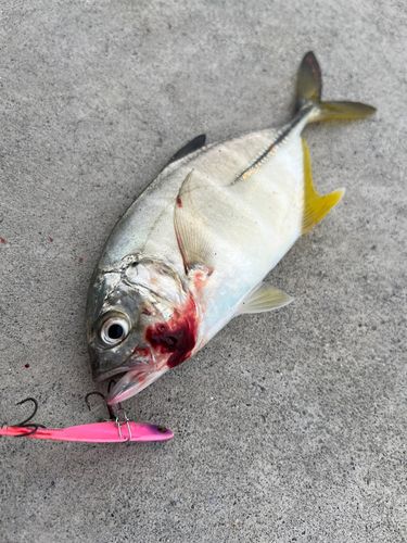 メッキの釣果