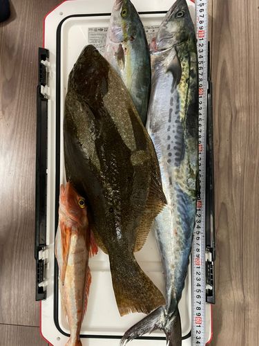 ツバスの釣果