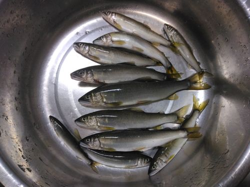 アユの釣果