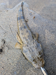 マゴチの釣果