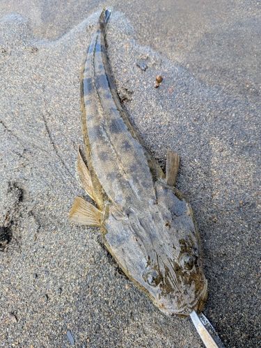 マゴチの釣果