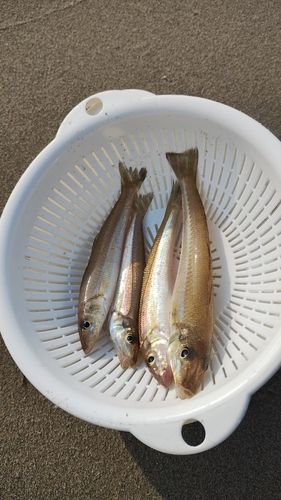 キスの釣果