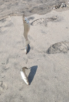 シロギスの釣果