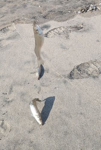 シロギスの釣果