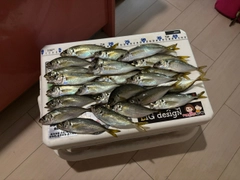 アジの釣果