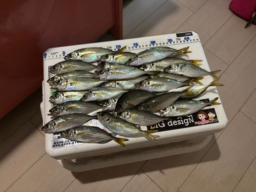 アジの釣果