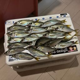 魚標本　　木更津沖　昭和53年 錦蘭会 令和4年度 研究会 当歳魚 大の部 – 錦蘭会 Official Web