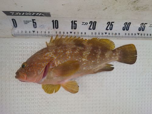 キジハタの釣果