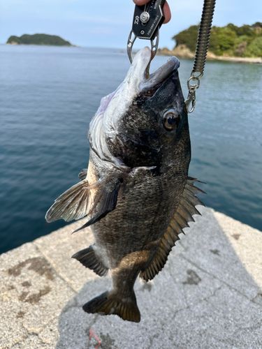 チヌの釣果
