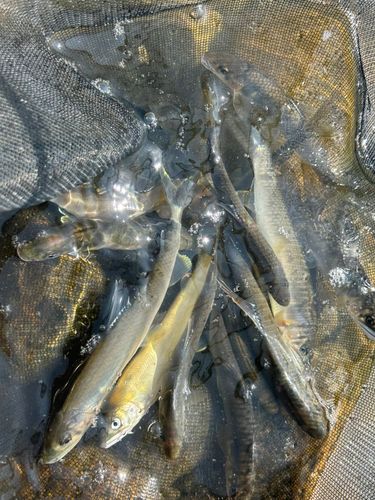 アユの釣果